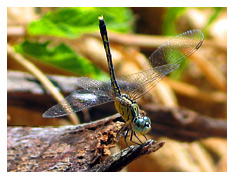 i found this fellow perched on a piece of bark during one of our hikes that day...