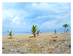 little plants growing near the seashore 