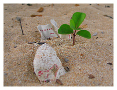 a receipt, a piece of coral and a growing plant was what i found under one of the tables along the beach