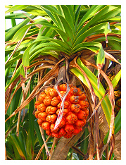 locals called this the pandanus fruit..although there was nothing really edible about it...just some very tiny seeds inside