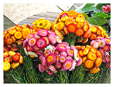 these flowers are called 'everlasting' ...they still look that way even after they dry up