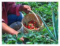 strawberry fields