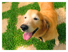 meet chiquita...my uncle's adorable golden retriever =)