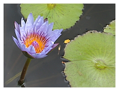 lily in full-color...lots of tiny tadpoles underneath those lily pads =)