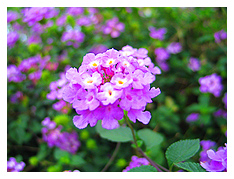 tiny little lavender flowers =)