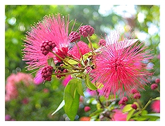 i found these spiky thorny berry flowers during a trip to bulacan in february